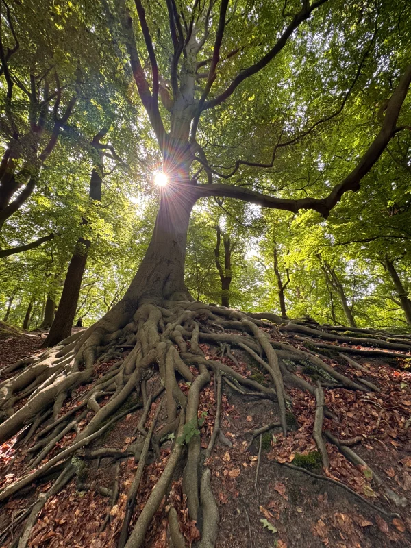 Kathelijne van Mierlo boom in het bos